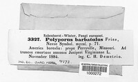 Polyporus barbatulus image